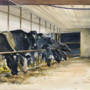 McKensie’s Herd – Rich McKensie’s dairy herd keeps their barn warm even when the weather outside is below freezing.